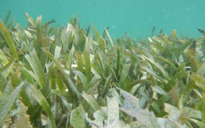 Detection of oomycetes on seagrasses using state-of-the-art Nanopore sequencing